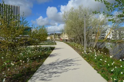 Arbustes plantés le long de la rive